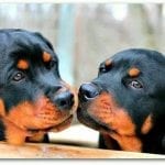 rottweiler diseases