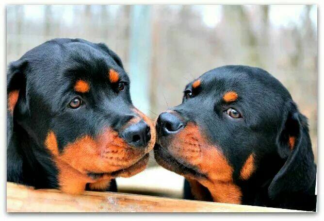 rottweiler diseases