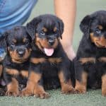 rottweiler diseases