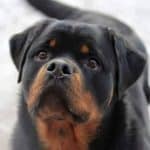 rottweiler diseases