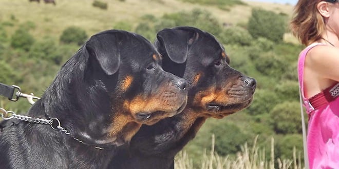 Her Dog Shows Two Different Types Of Aggression