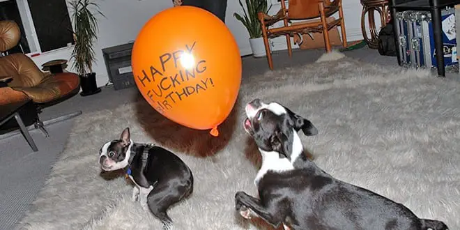 Celebrate Your Dog S Birthday With A Dog Party
