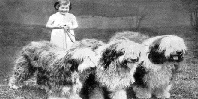 The Old English Sheepdog