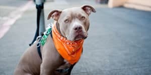 The World's 10 Deadliest And Most Dangerous Dog Breeds 1 most dangerous dog breeds