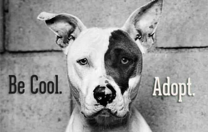 Adopting A Pitbull