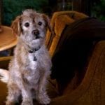 Famous Dogs