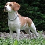 Beagle_Upsy