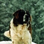 Bernardyn_długowłosy_zimą