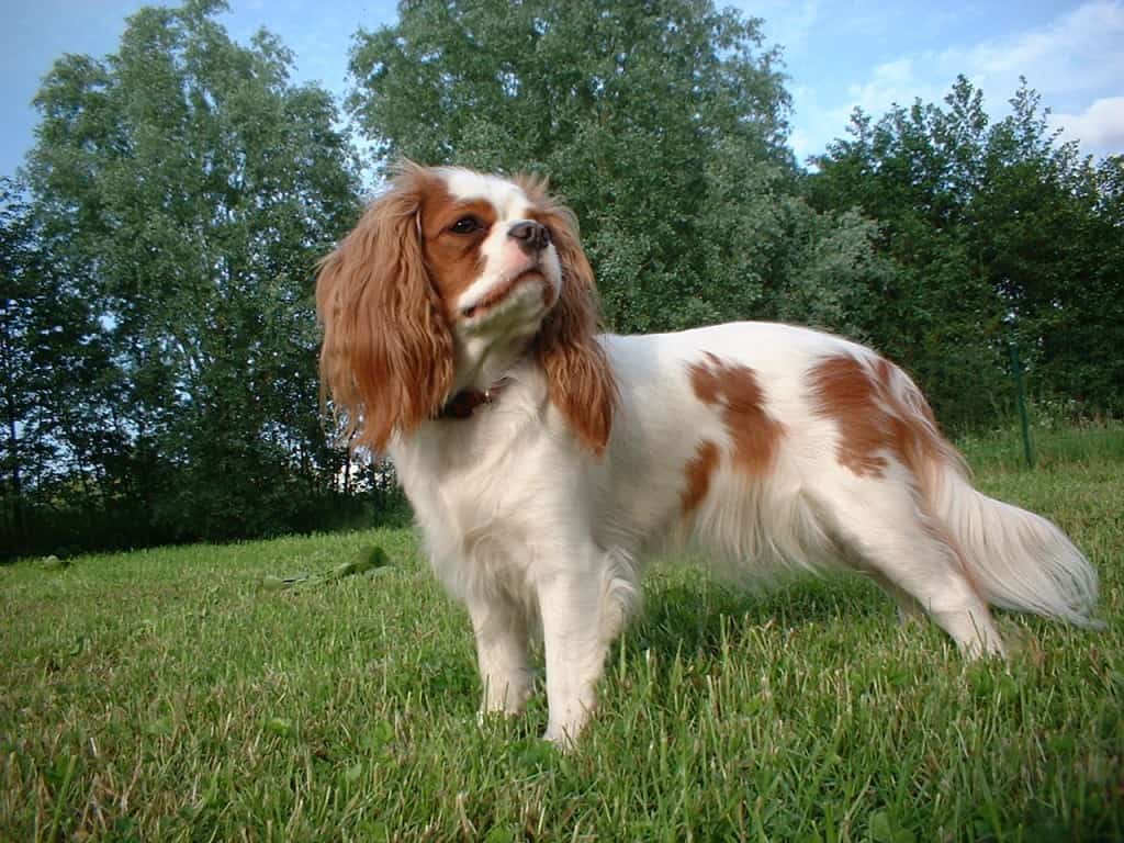 Why Does My Dog Spin Before Going Potty? 2 dog