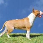 Bullterrierrouge_femelle