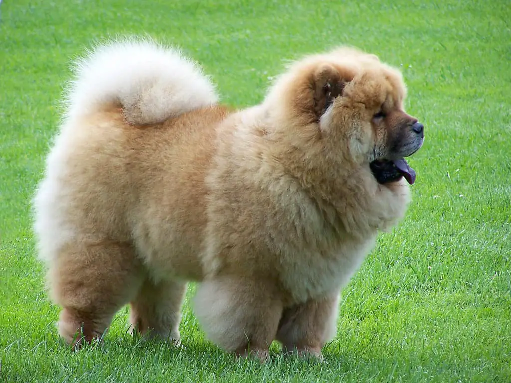 The World's 10 Deadliest And Most Dangerous Dog Breeds 4 chow chow