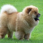 chow chow