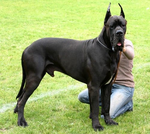The World's 10 Deadliest And Most Dangerous Dog Breeds 10 Great_dane
