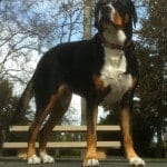Greater_Swiss_Mountain_Dog_-_Adult_Female