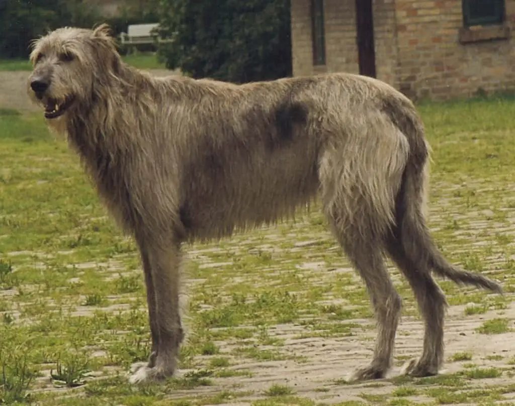The 10 most powerful dog breeds in the world