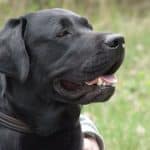 Labrador_retriever_bulaj1