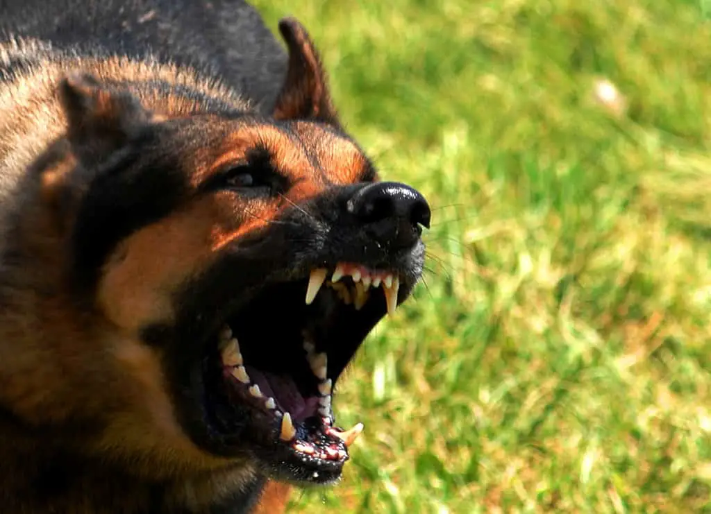 Strongest Dog Bites Strongest Dog Bites