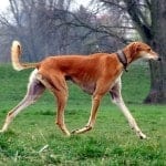 Red_Smooth_Saluki