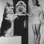 Rin_Tin_Tin_television_promotional_photo