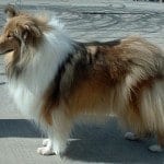 Rough_Collie_600