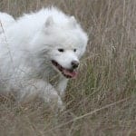 The Samoyed