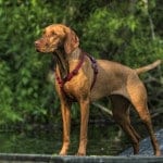 Vizsla_standing_Rosie_harness