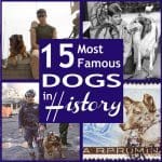 Famous Dogs