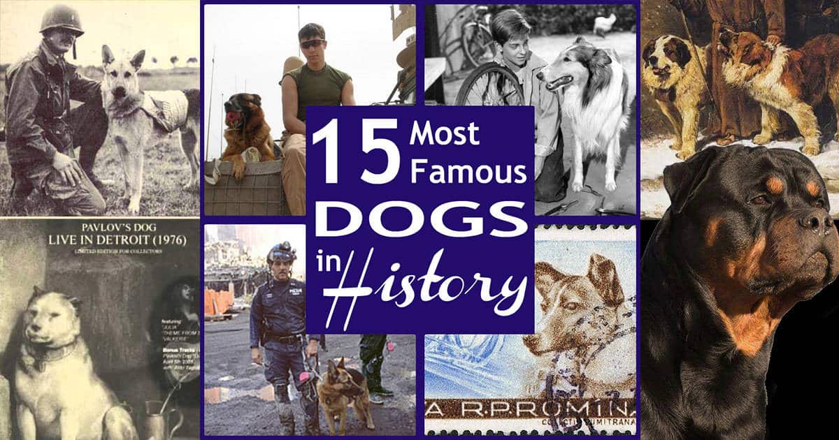 15 Most Famous Dogs in History