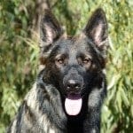 german-shepherd-232417_640