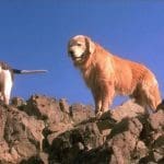 Famous Dogs