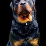 rottweiler diseases