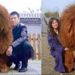 Expensive Dog
