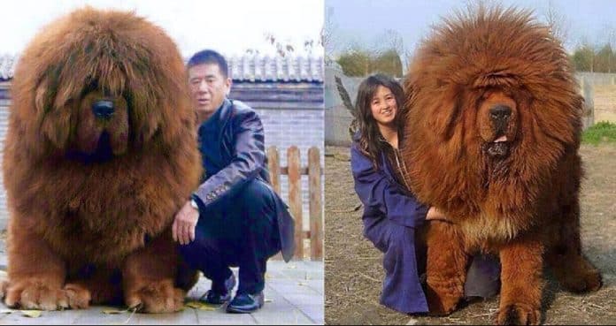 Expensive Dog Expensive Dog