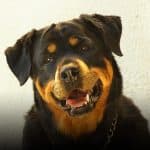 rottweiler diseases