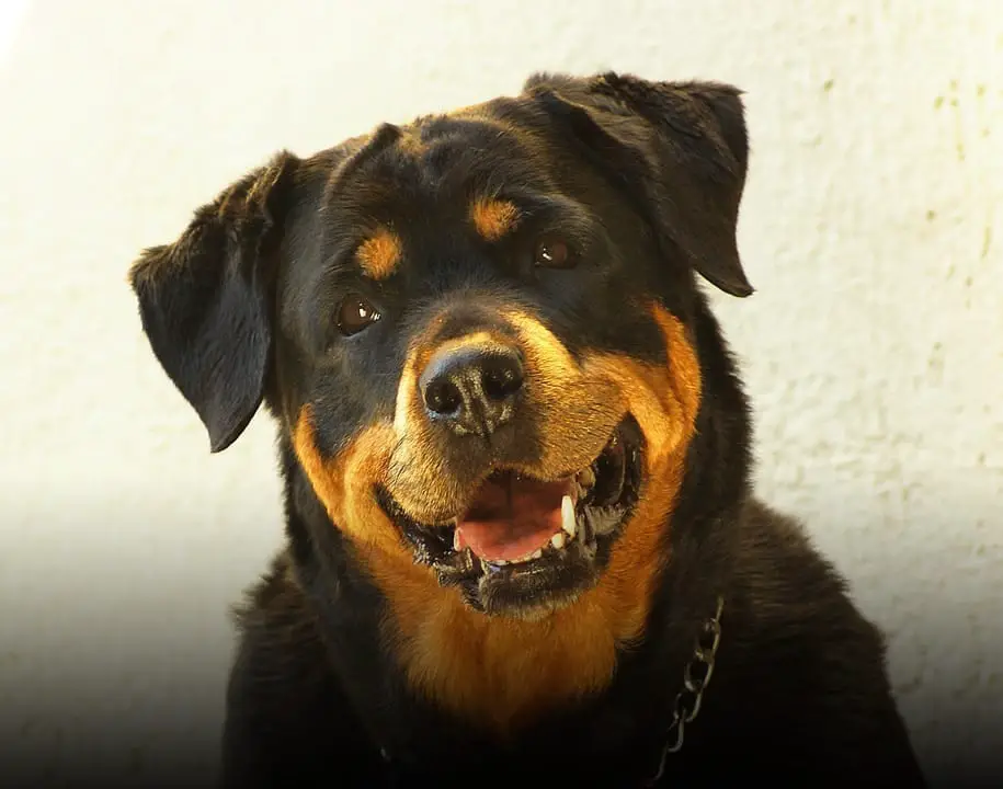 rottweiler diseases