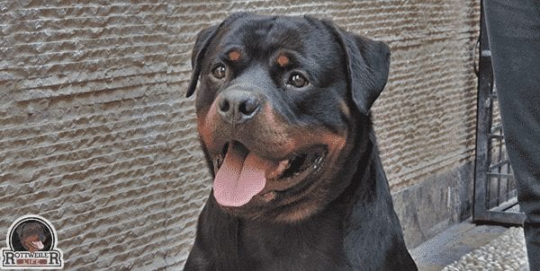 Rottweiler