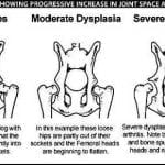 Rottweiler Health Problems