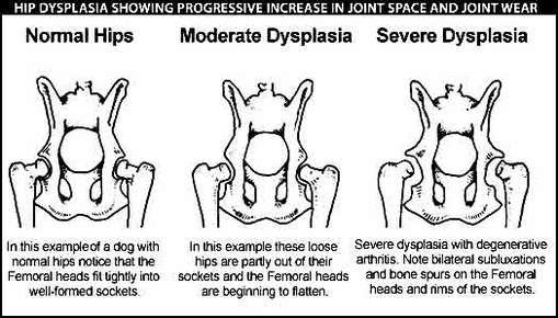 Rottweiler Health Problems 