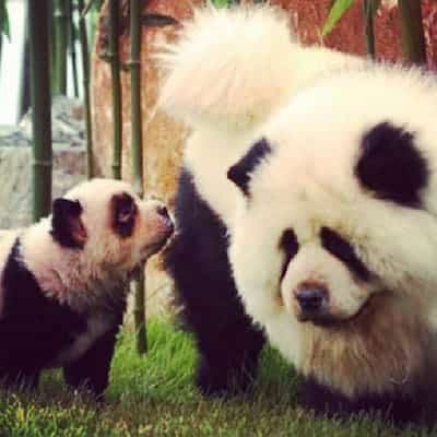 15 Dogs That Don’t Look Like Dogs 1 dog