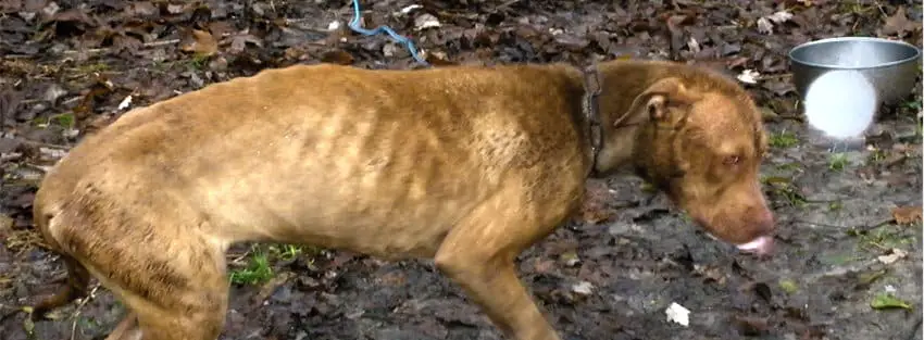 This Dog Spent 15 Years Being Chained to a Tree