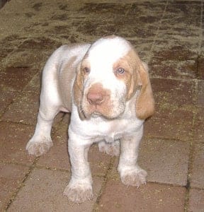 15 Awesome Dog Breeds You’ve Never Heard Of 4 Awesome Dog Breeds