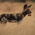 African_Wild_Dog_with_a_Dik_Dik_head