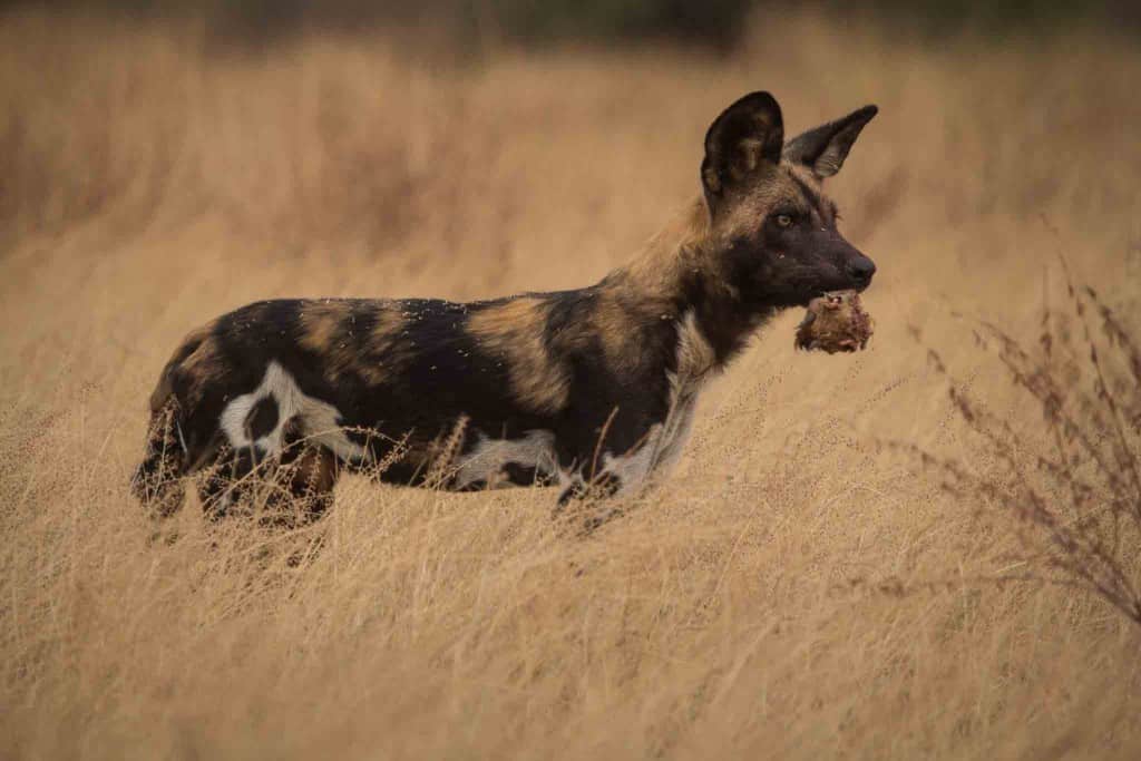 African Wild dog - Strongest Dog Bite