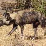 African_wild_dog_lycaon_pictus