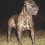 Bandog_Picture