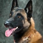 Belgian_Malinois
