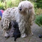 Bergamasco-with-puppies