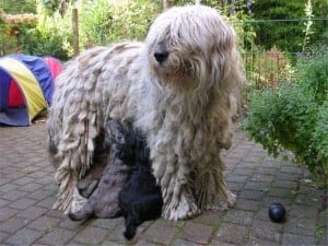 15 Awesome Dog Breeds You’ve Never Heard Of 3 Awesome Dog Breeds