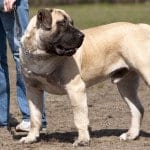 Boerboel_wiki1