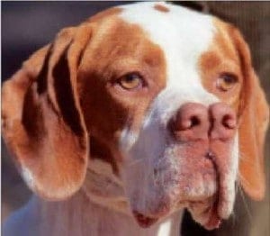 15 Awesome Dog Breeds You’ve Never Heard Of 5 Awesome Dog Breeds